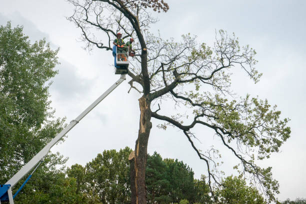 Best Seasonal Cleanup (Spring/Fall)  in USA